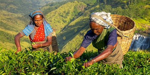Rondreis Highlights of Sri Lanka