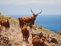 Wandelvakantie La Palma (3-daags wandelpakket)