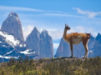 Individuele rondreis Argentinië & Chili - Puur Natuur