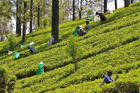 15-daagse groepsrondreis Klassiek Sri Lanka