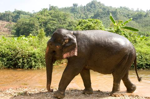 10-daagse rondreis Elephant Hills Jungle Safari